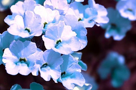 Beete-Blueten-Blumen-Negativ