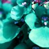 Blueten-Blumen-Knospen-Infrarot