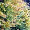 Dunkel-Gelb-Herbst