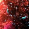 Afrika-Fische-Unterwasser-Infrarot